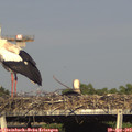 17_25-mast.jpg