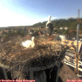 17_25-nest.jpg