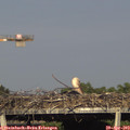 17_30-mast.jpg