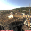17_30-nest.jpg