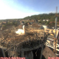 17_35-nest.jpg