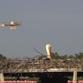 17_40-mast.jpg