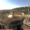 17_40-nest.jpg