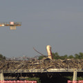 17_45-mast.jpg