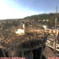 17_45-nest.jpg