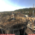 17_55-nest.jpg