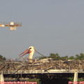 18_05-mast.jpg