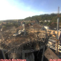 18_05-nest.jpg