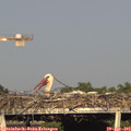 18_20-mast.jpg