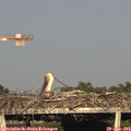 18_25-mast.jpg