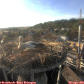 18_40-nest.jpg