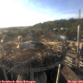 18_50-nest.jpg