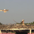 19_00-mast.jpg