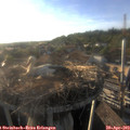 19_00-nest.jpg