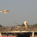 19_05-mast.jpg