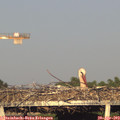 19_10-mast.jpg