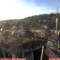 19_10-nest.jpg