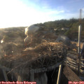 19_15-nest.jpg