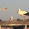 19_35-mast.jpg
