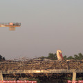 19_50-mast.jpg