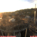 19_50-nest.jpg