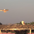 19_55-mast.jpg