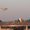 20_10-mast.jpg