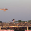 20_20-mast.jpg