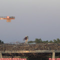 20_25-mast.jpg