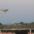 20_30-mast.jpg