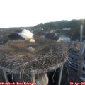 06_10-nest.jpg