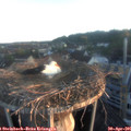 06_15-nest.jpg