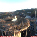 06_20-nest.jpg