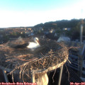 06_25-nest.jpg