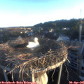 06_30-nest.jpg