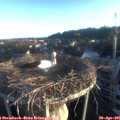 06_35-nest.jpg