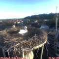 06_40-nest.jpg