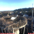 06_45-nest.jpg