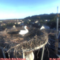 06_50-nest.jpg