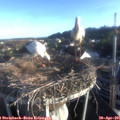 07_00-nest.jpg