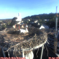 07_05-nest.jpg