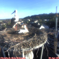 07_10-nest.jpg