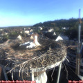 07_15-nest.jpg