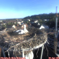 07_20-nest.jpg