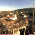 07_35-nest.jpg