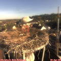 07_50-nest.jpg