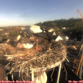 08_05-nest.jpg