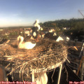 08_10-nest.jpg