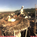 08_15-nest.jpg