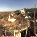 08_20-nest.jpg